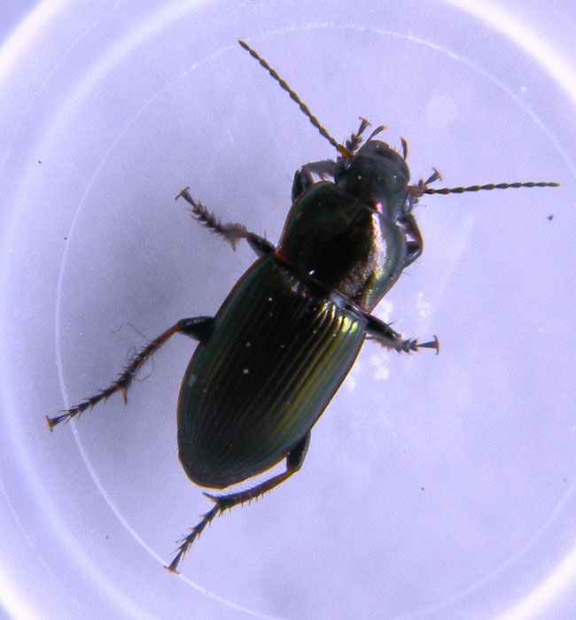 Solito Harpalus distinguendus?